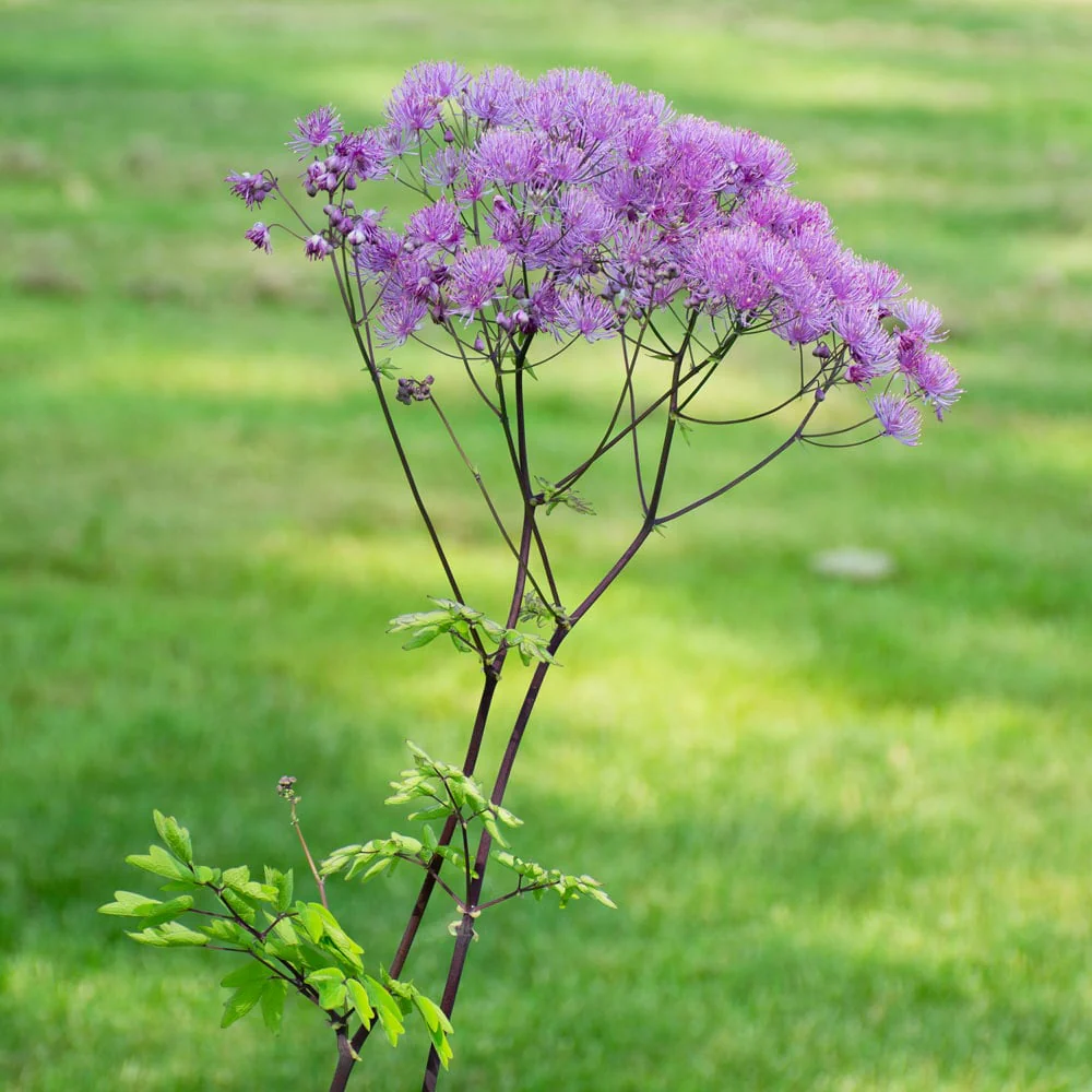 THALICTRUM Black Stockings