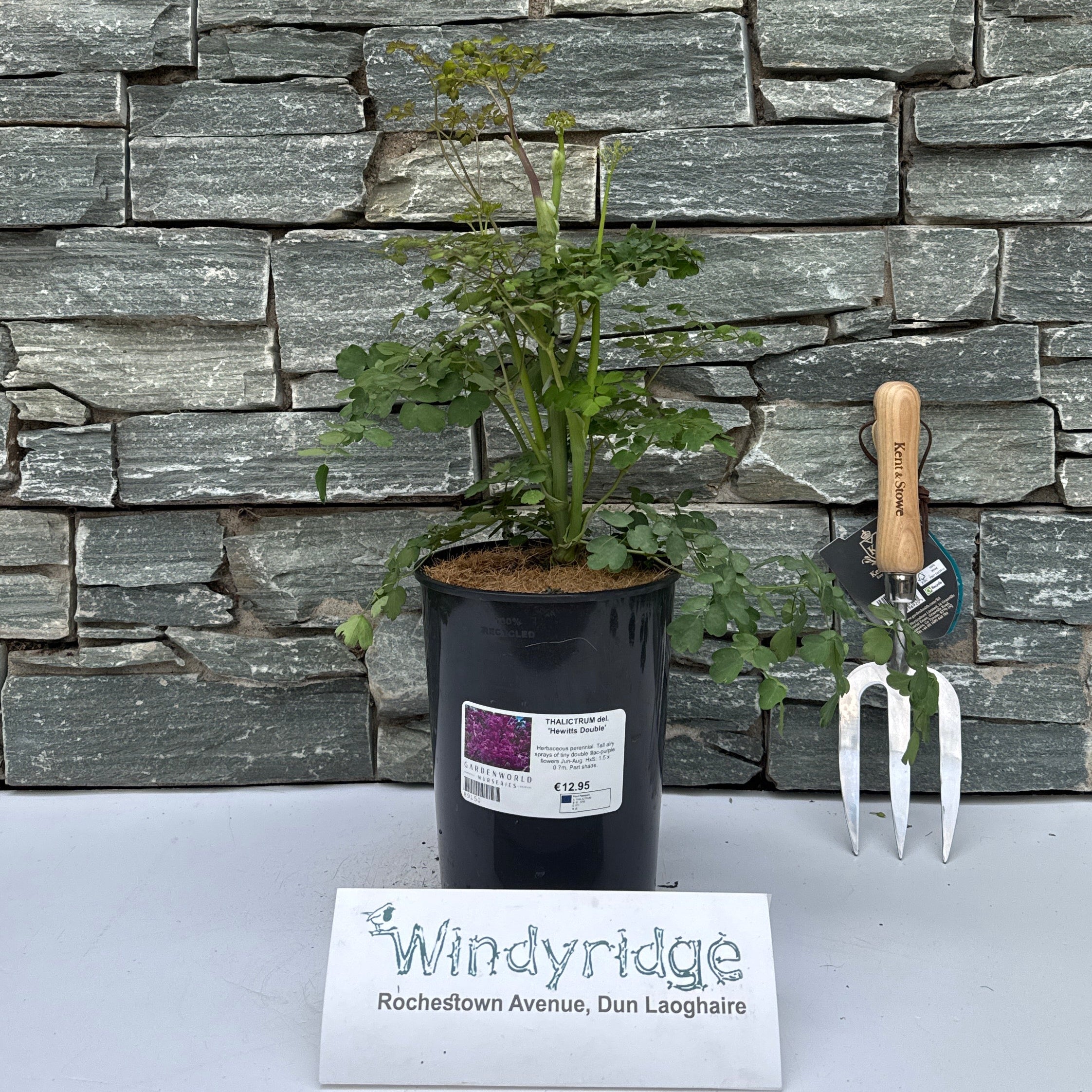 THALICTRUM del. 'Hewitts Double' 3LD