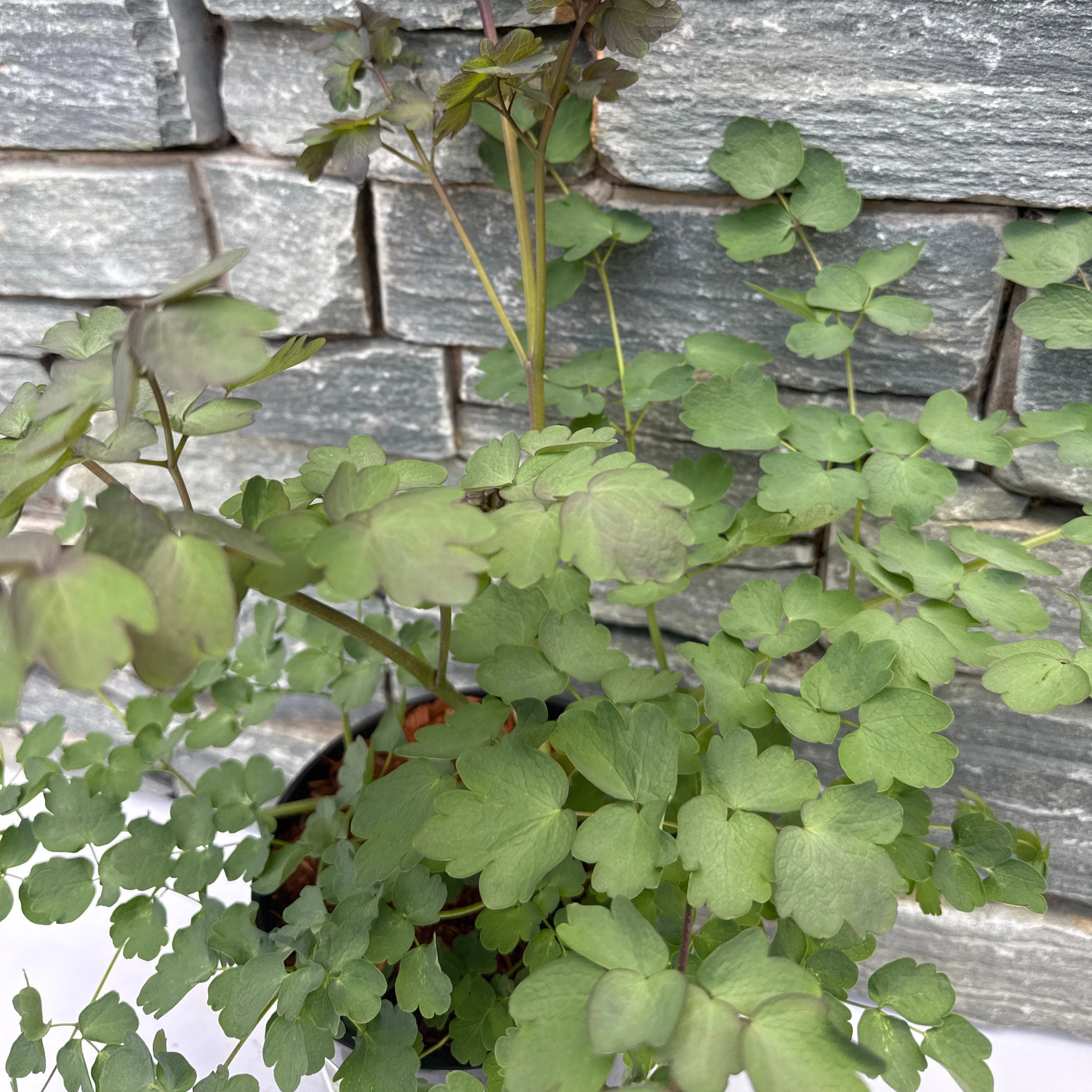 THALICTRUM Elin - Image 3