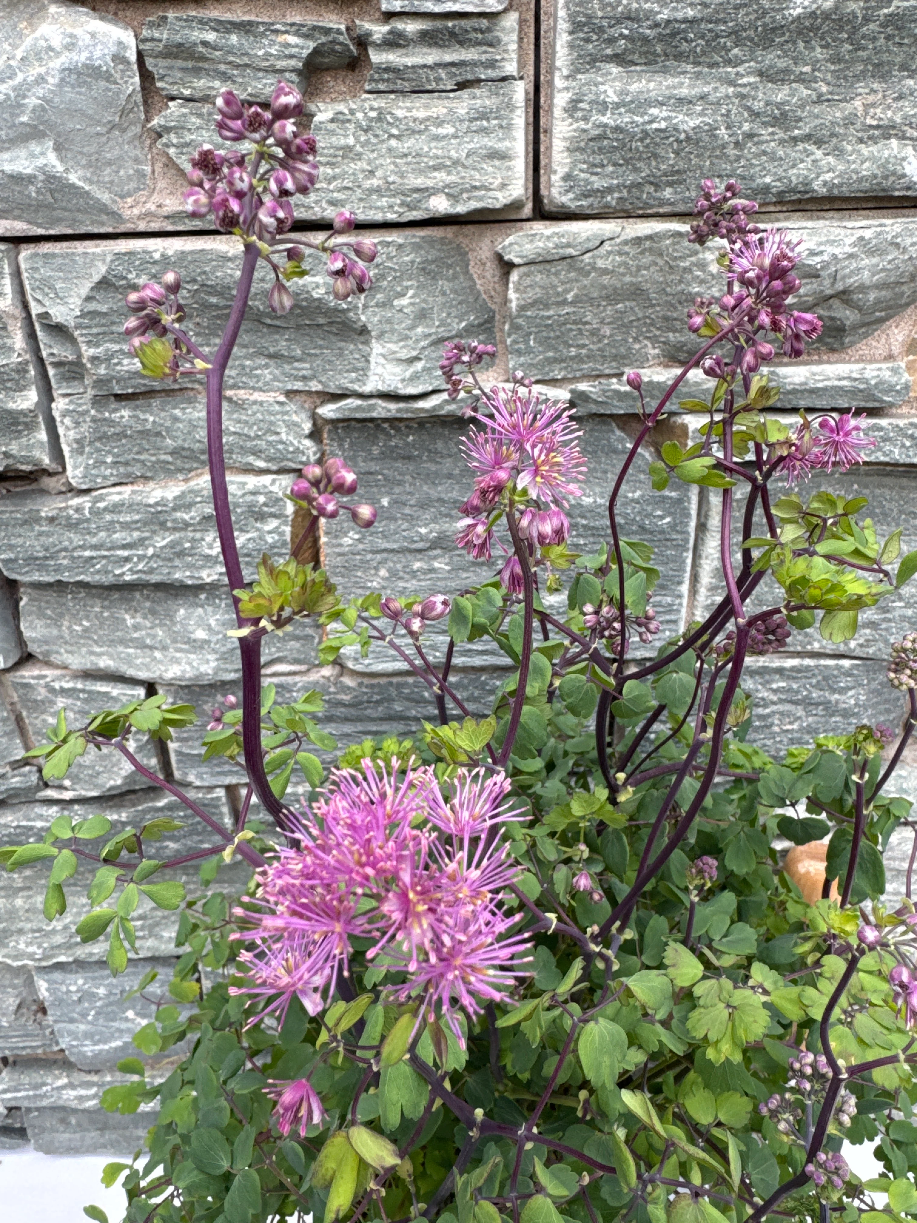 THALICTRUM Splendide - Image 4
