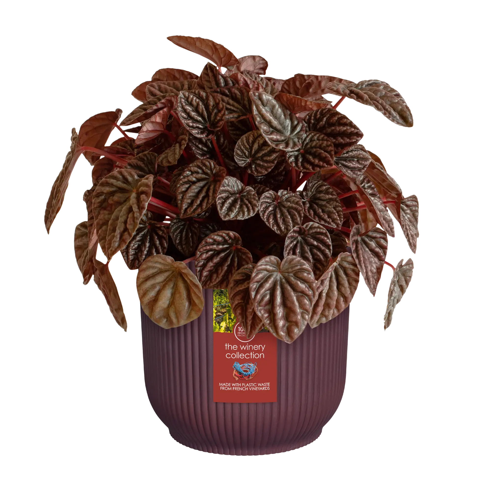 the winery collection bordeaux red Ø14cm - Image 3