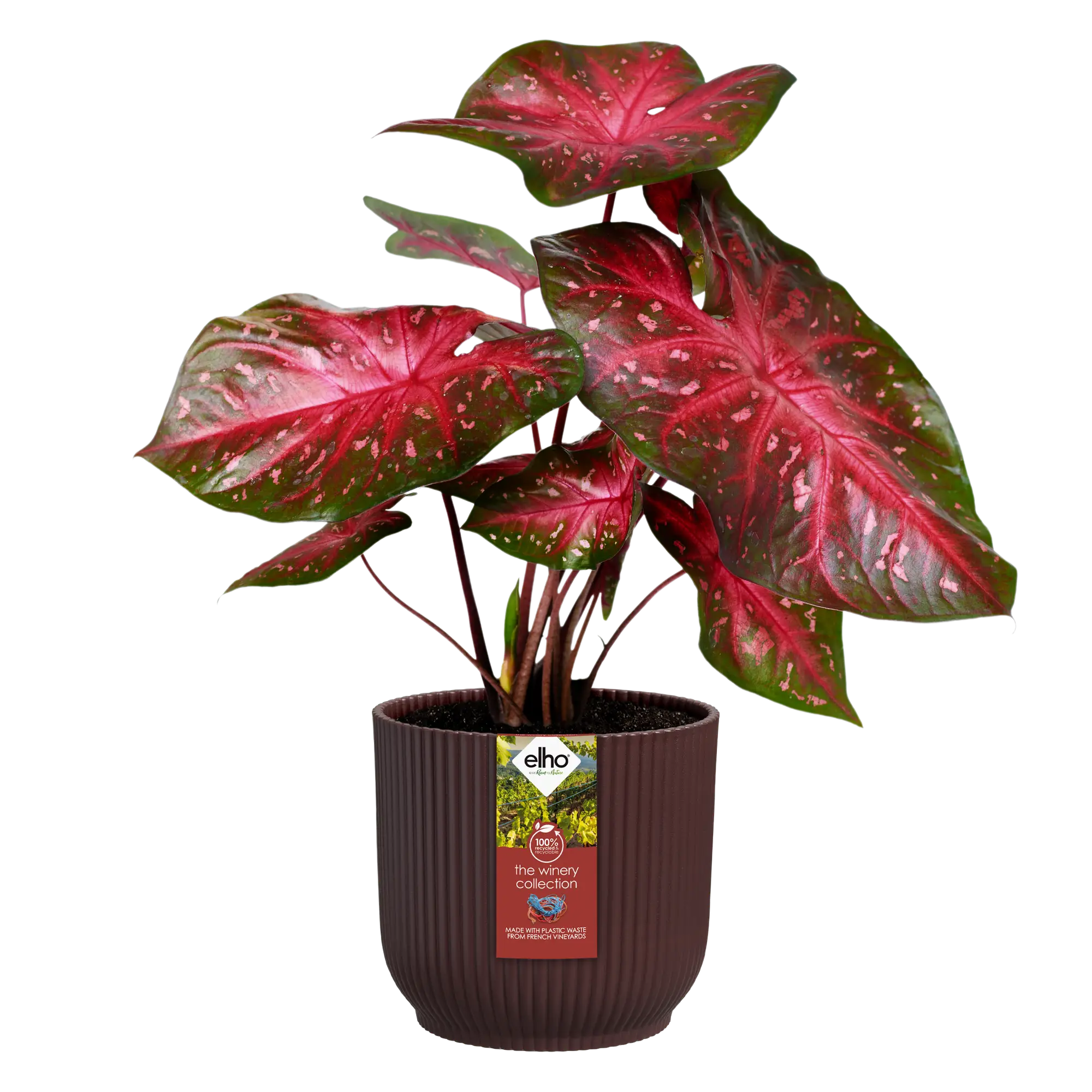 the winery collection bordeaux red Ø22cm - Image 2