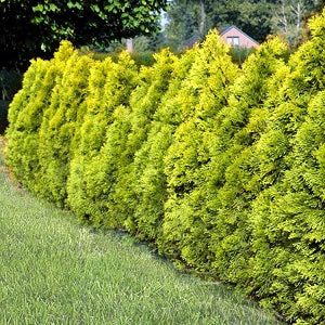 Thuja Golden Smaragd