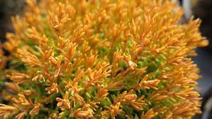Thuja occ. Orange Sunset  3 Ltr pot
