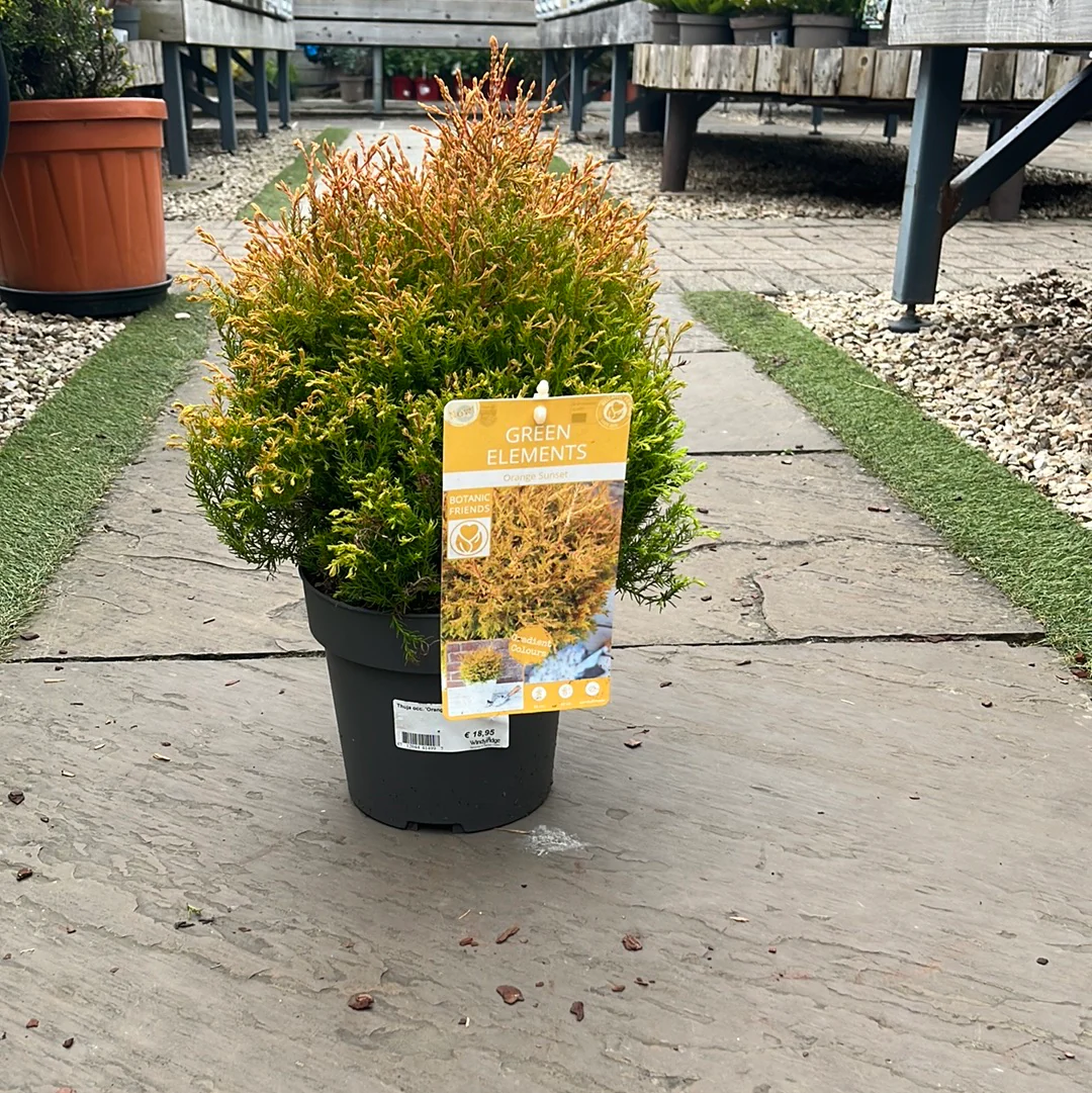 Thuja occ. Orange Sunset  3 Ltr pot - Image 2