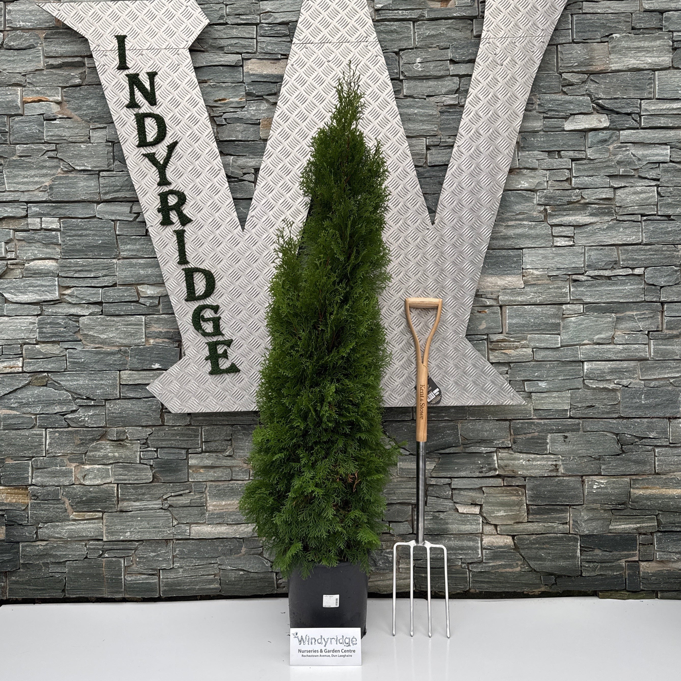 Thuja occ. Smaragd