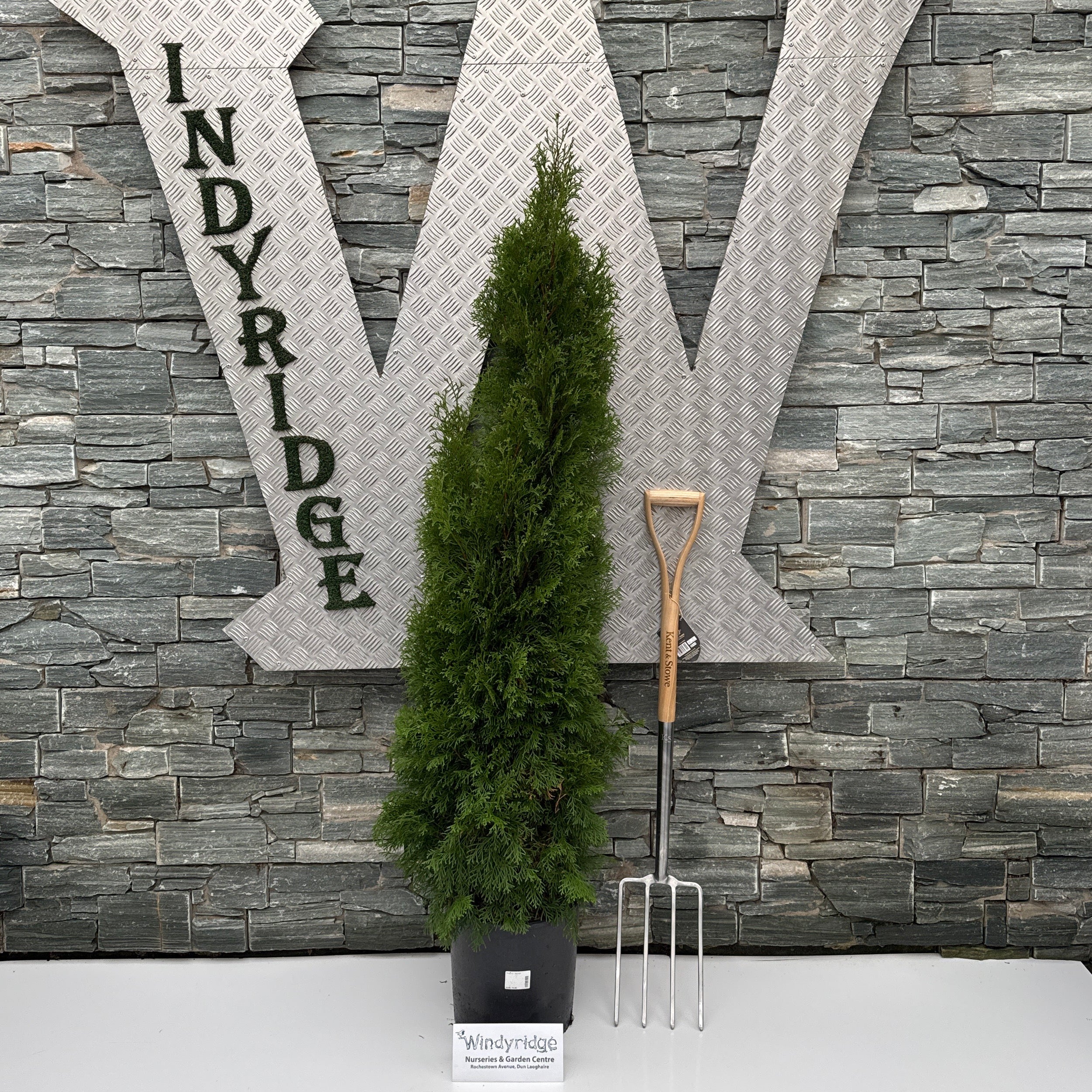 Thuja occ. Smaragd - Image 2