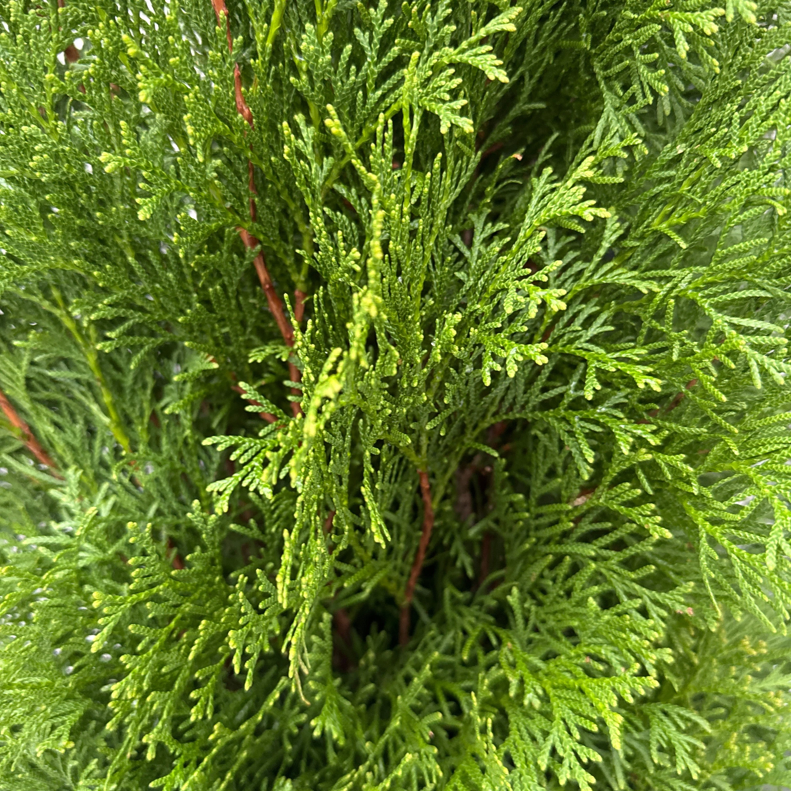 Thuja occ. Smaragd - Image 3