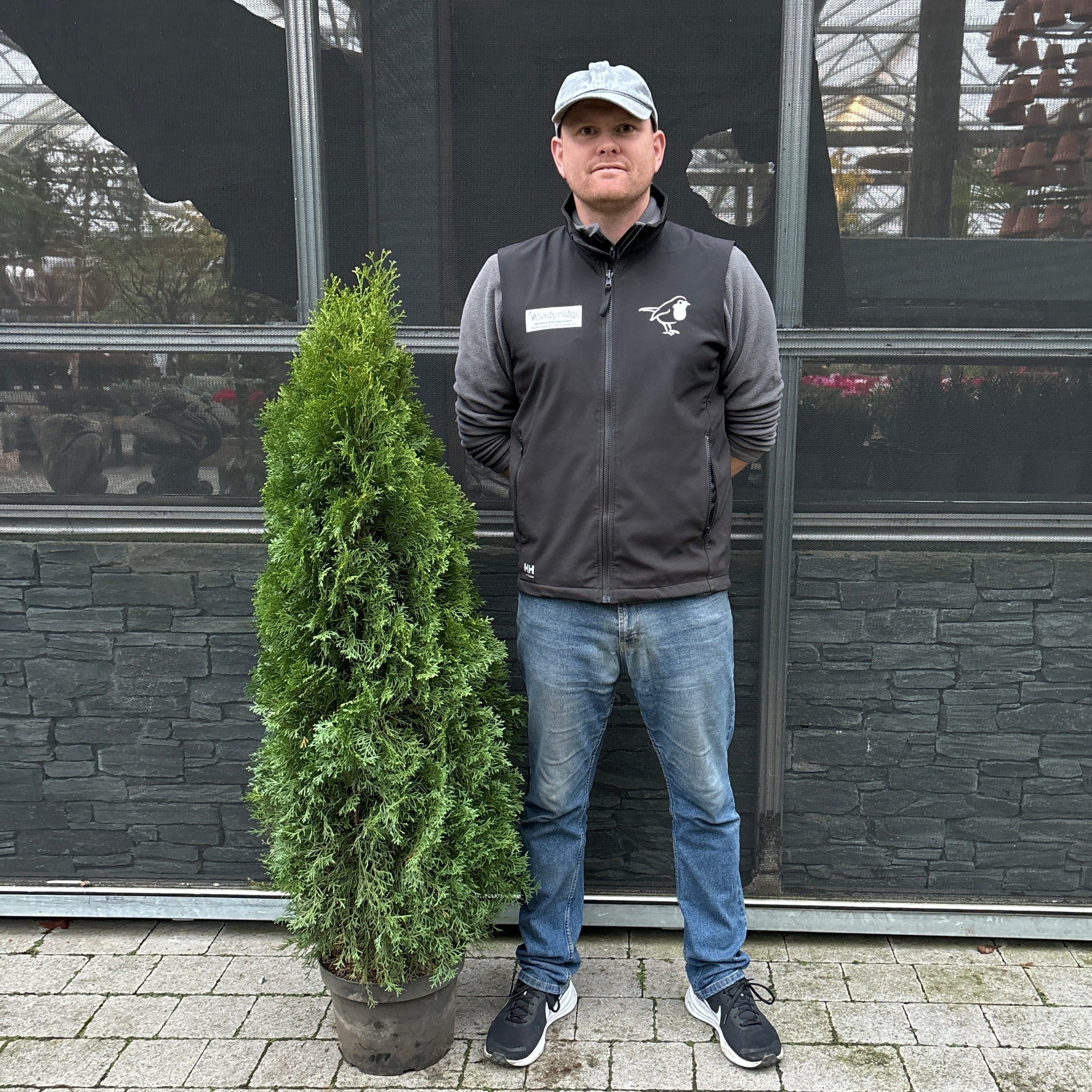 Thuja occ. Smaragd - Image 2