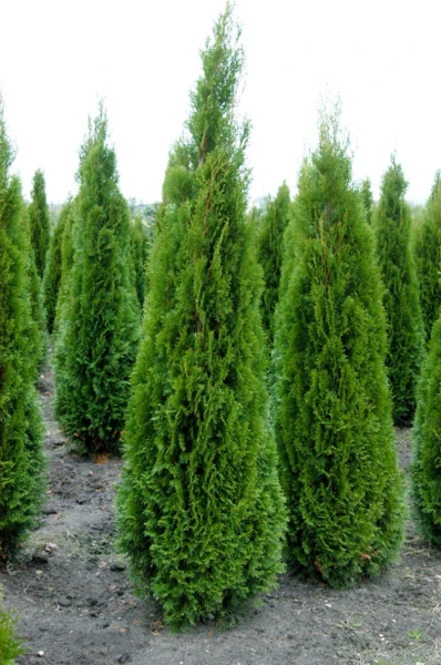 thuja occidentalis smaragd