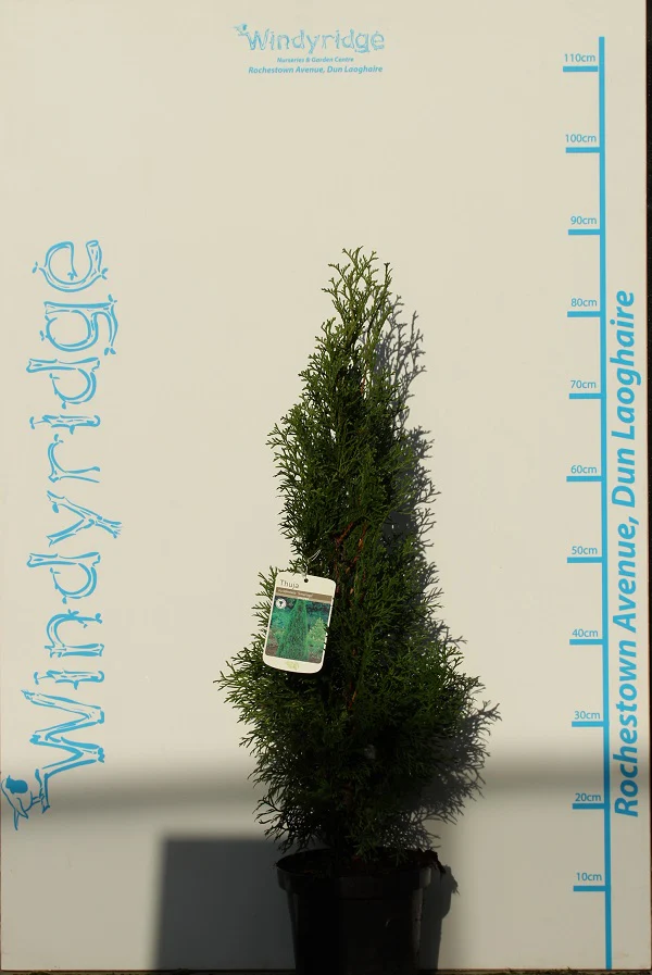 Thuja occidentalis Smaragd
