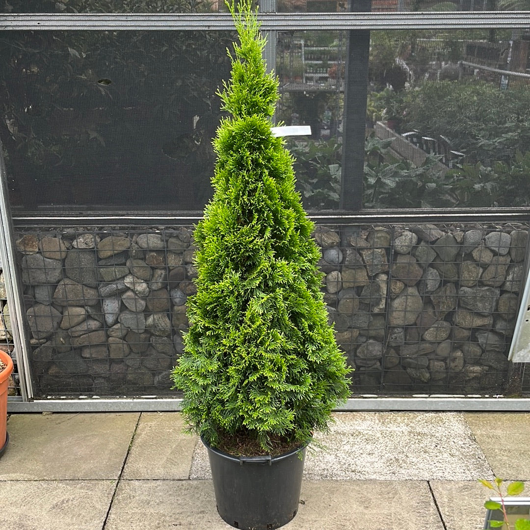 THUJA OCCIDENTALIS SMARAGD 150cm - Image 2