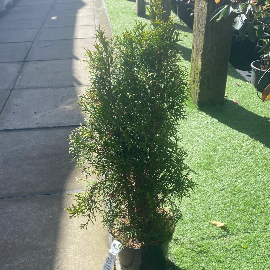 Thuja occidentalis Smaragd - Image 2