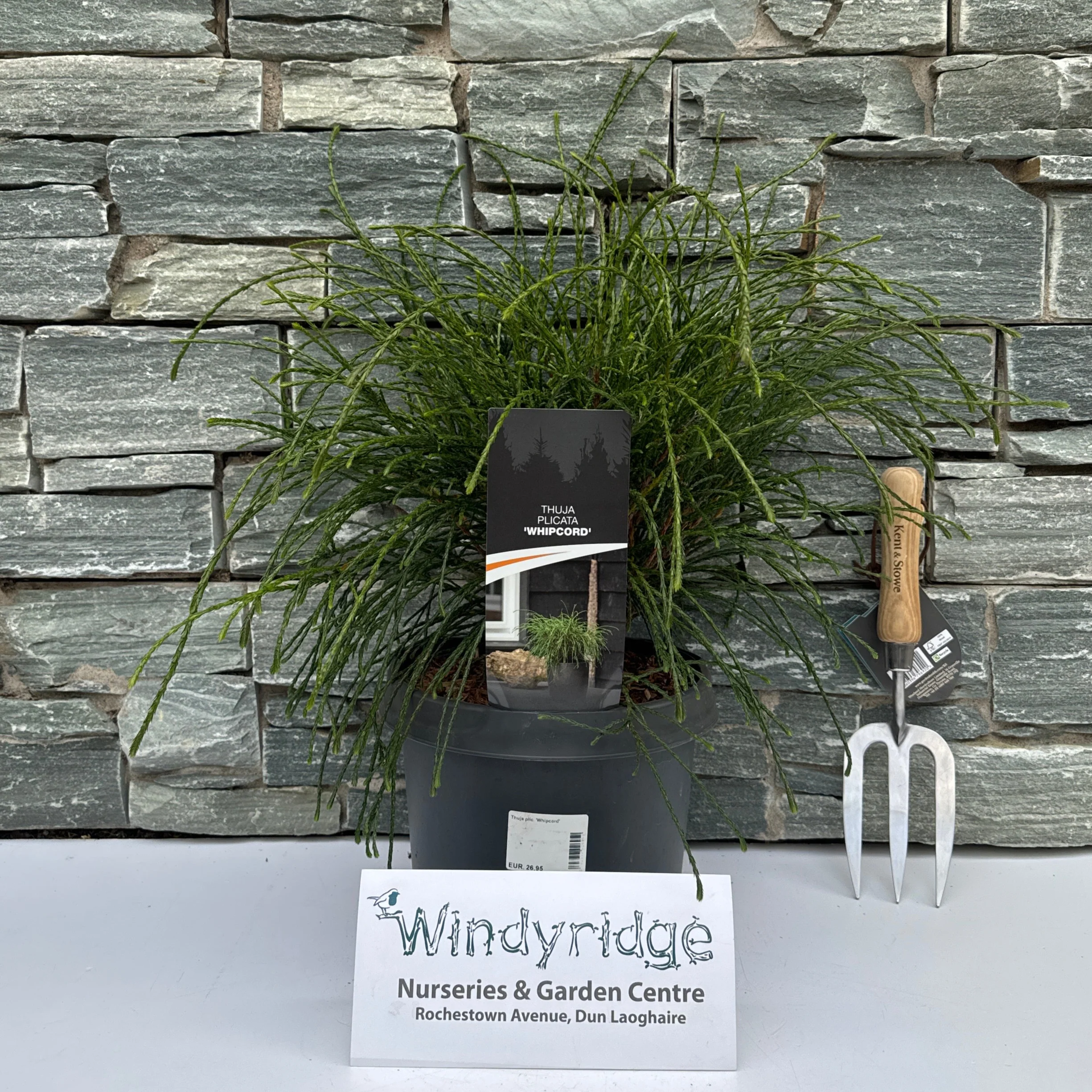 Thuja plic. Whipcord