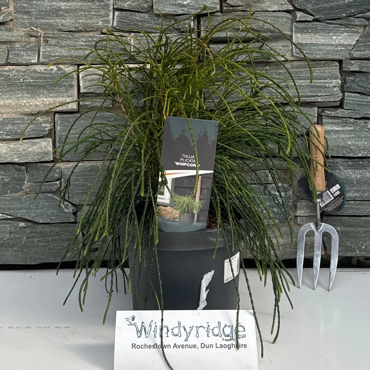 Thuja plic. 'Whipcord' 30-40 cm.