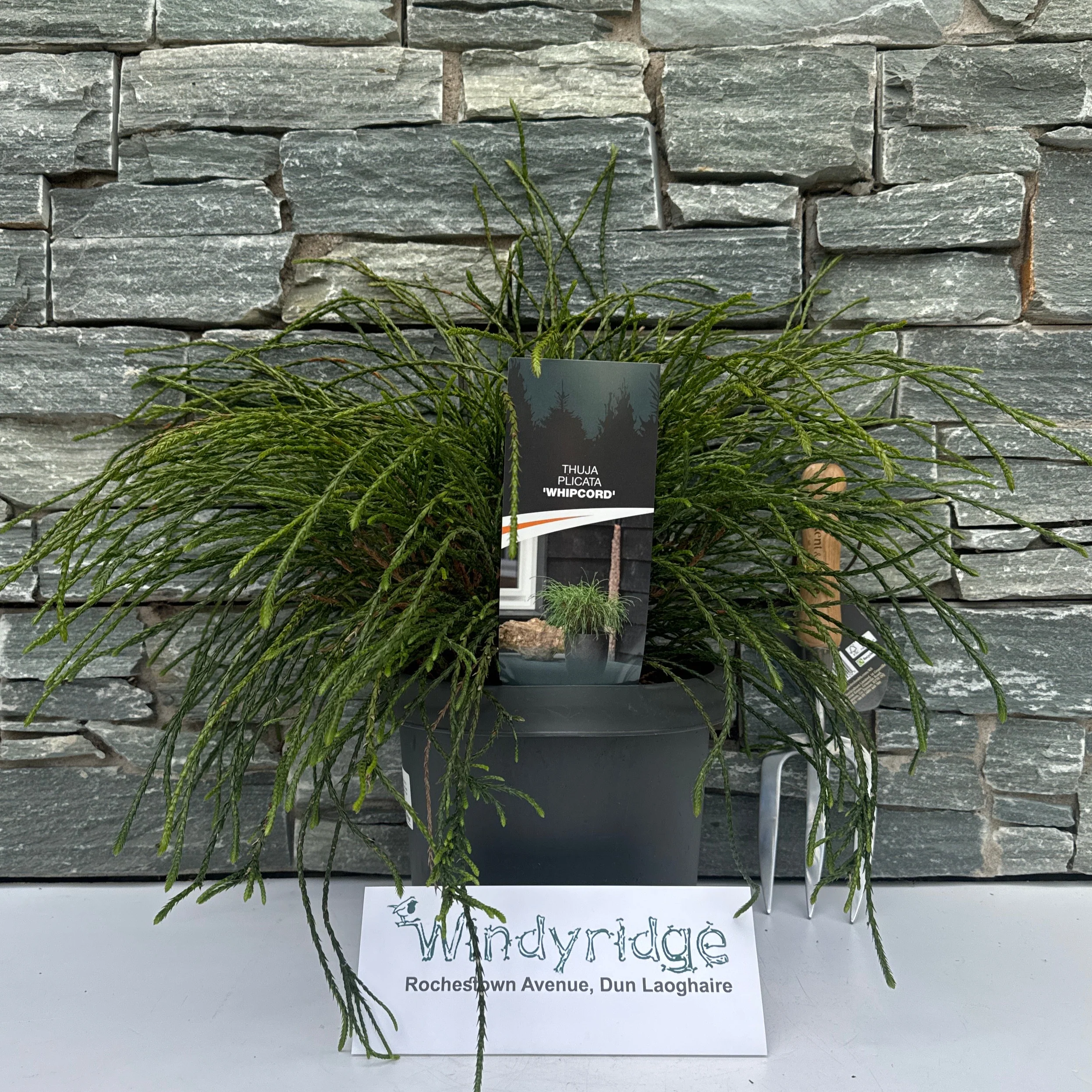 Thuja plic. Whipcord  30-40 CM C5 - Image 2