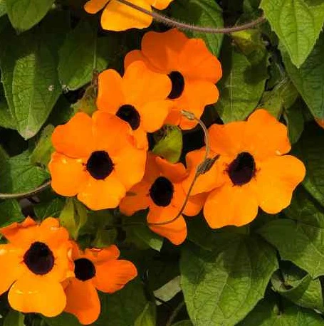 Thunbergia Suzie Orange with Eye