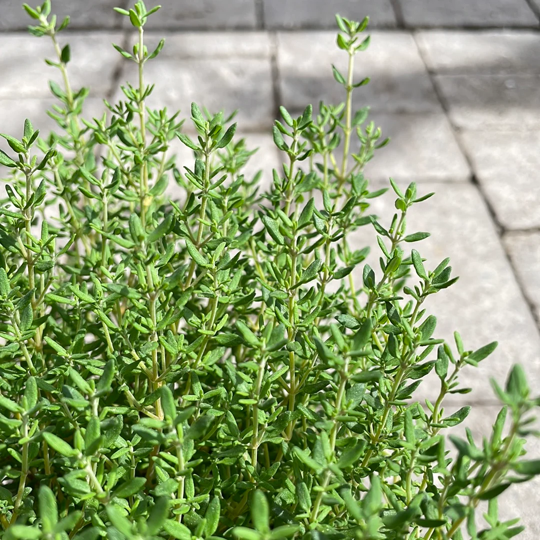 Thyme Common 1ltr pot - Image 2
