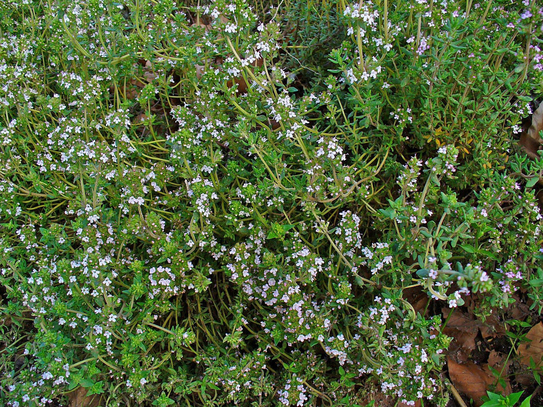 Thyme Common 1ltr pot - Image 3
