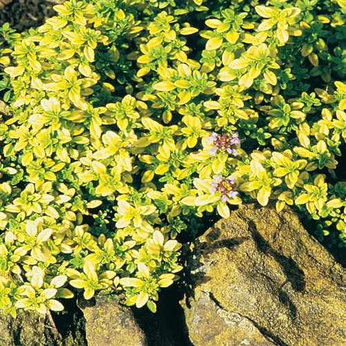 Thyme Golden Creeping