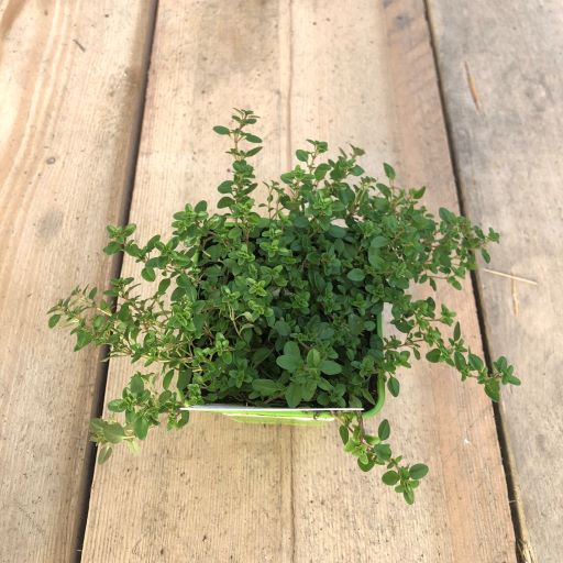 Thyme Golden Creeping - Image 2