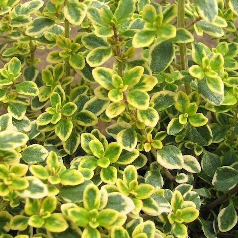 Thyme Lemon Variegated - Image 2