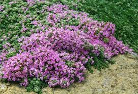 Thyme 'Red Carpet' - Image 2
