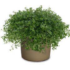 THYMUS citriodorus