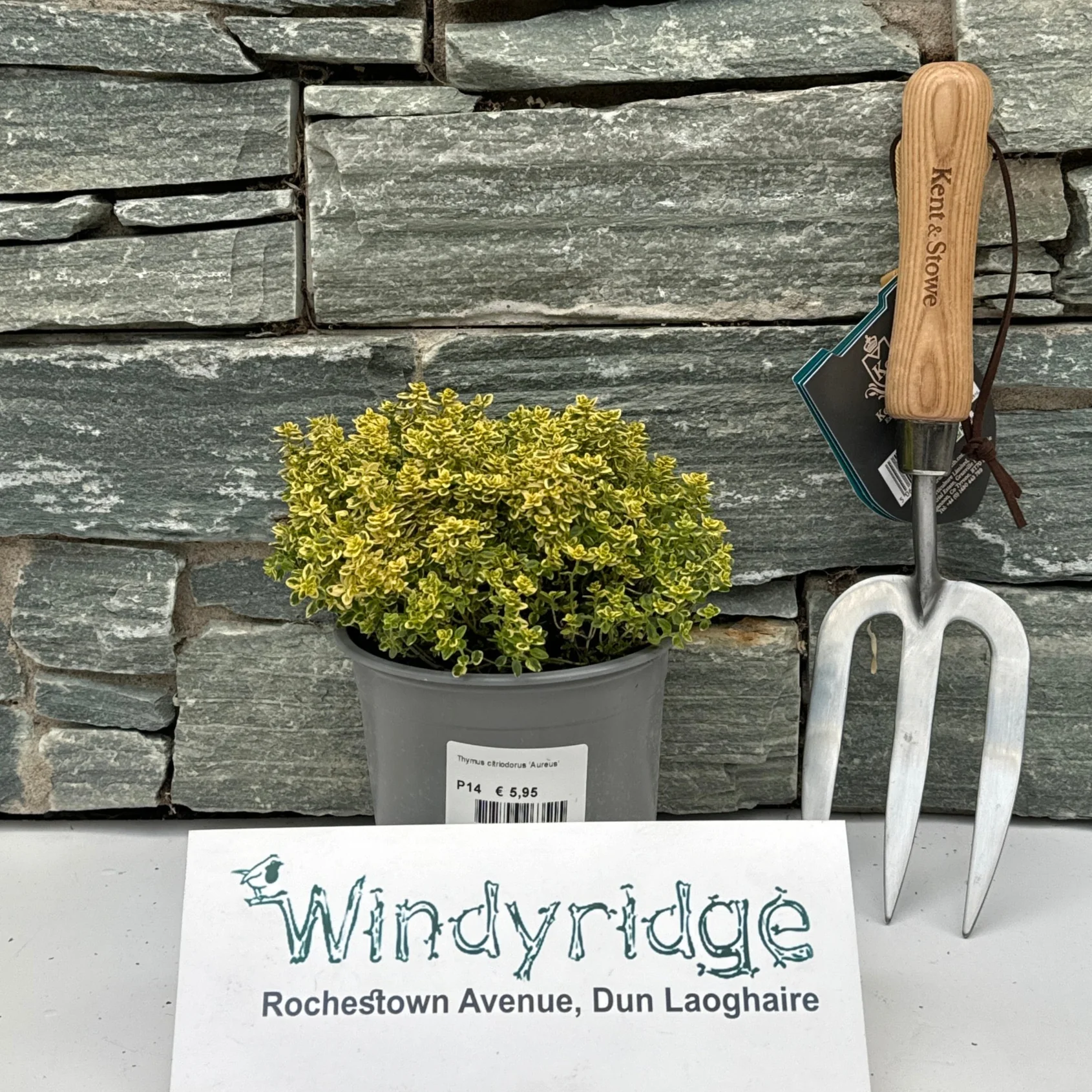 Thymus citriodorus Aureus