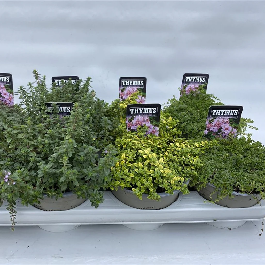 Thymus mix  P14 - Image 2