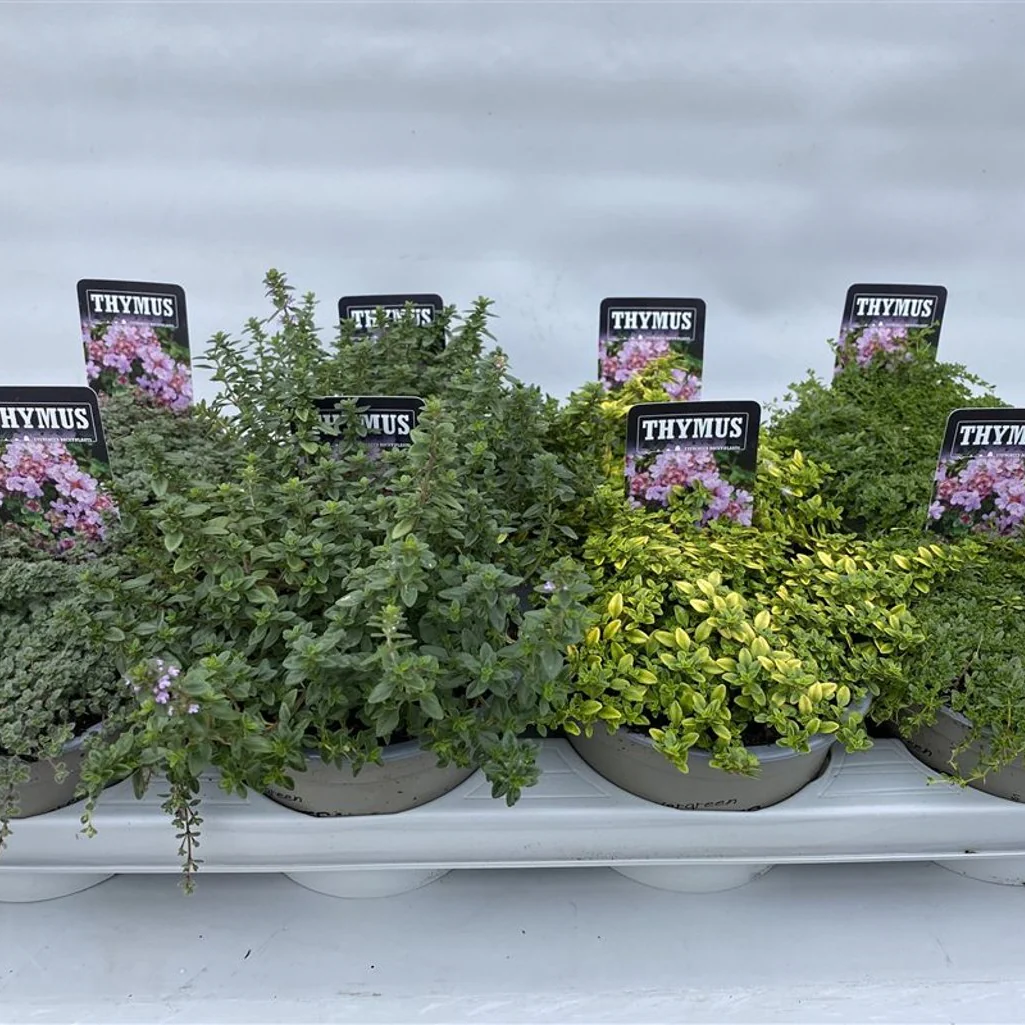 Thymus mix  P14 - Image 3