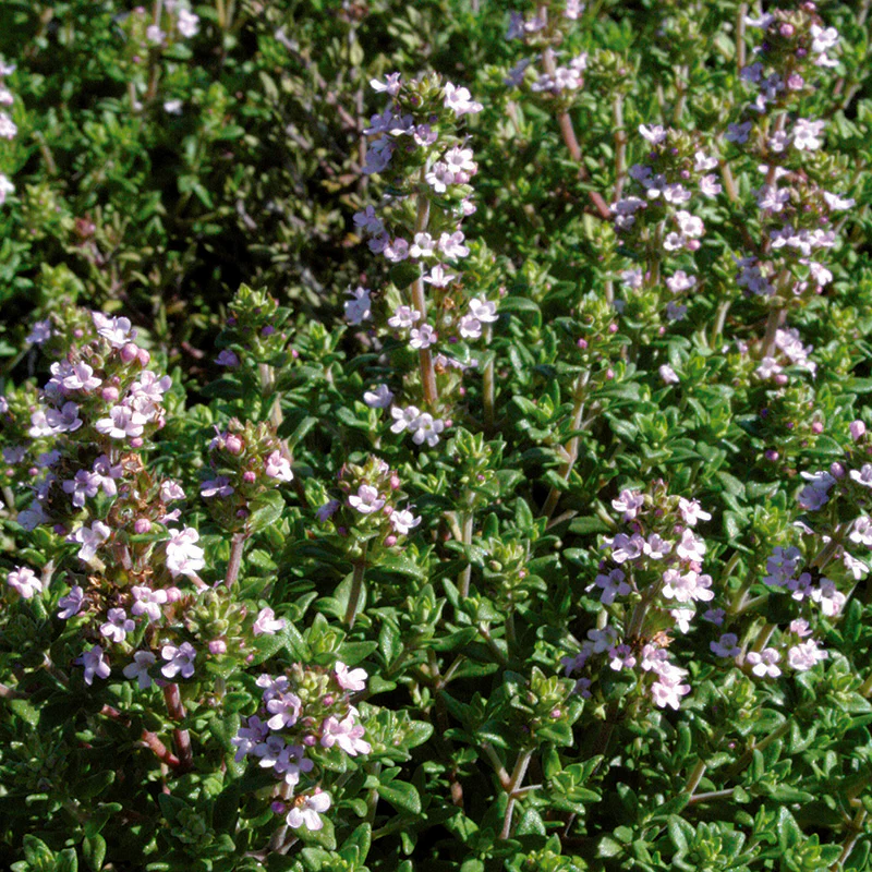Thymus vulg. 'Compacta' - Image 2