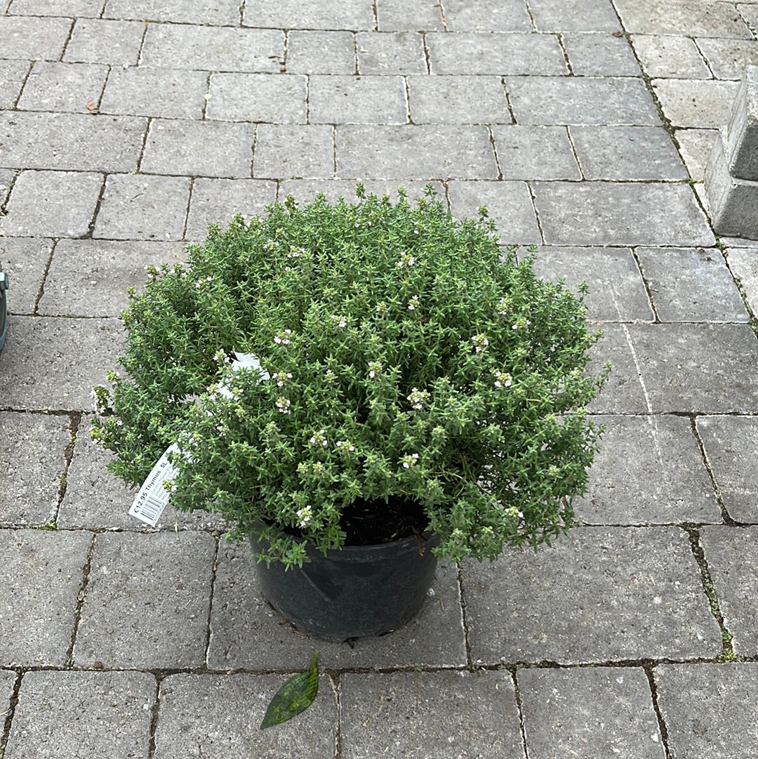 THYMUS vulgaris        4.5L - Image 2