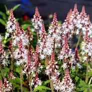 Tiarella cord. Sugar and Spice - Image 2