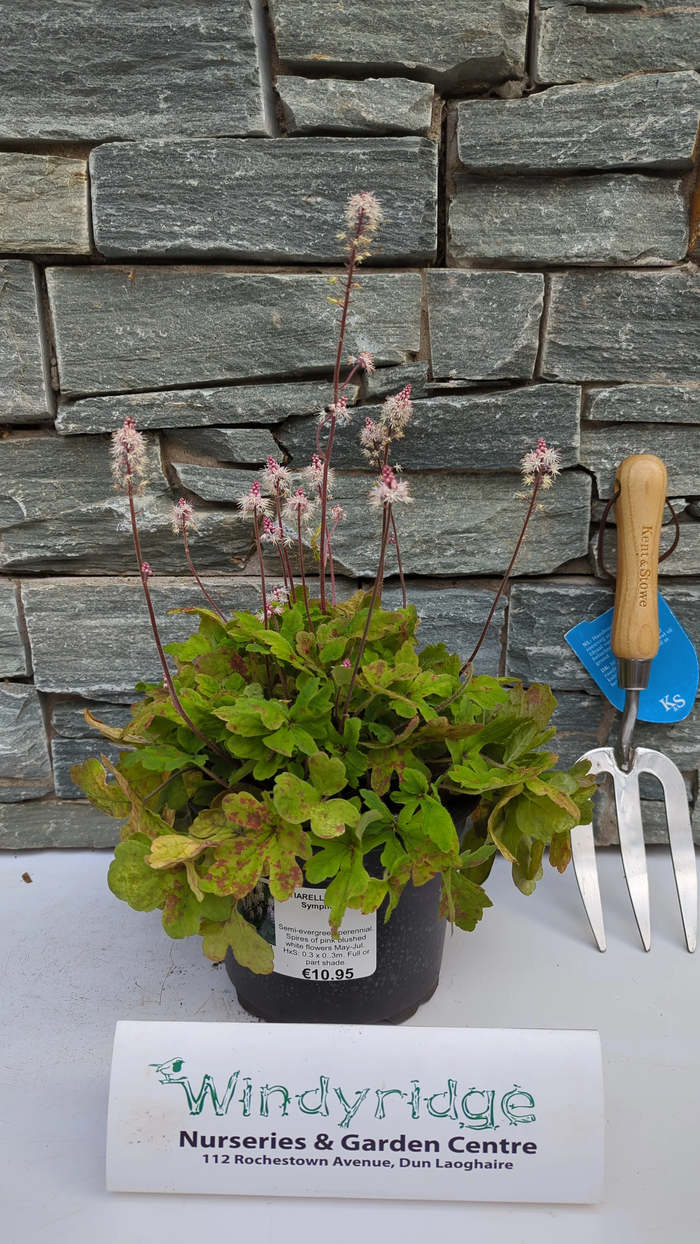 TIARELLA Spring Symphony - Image 2