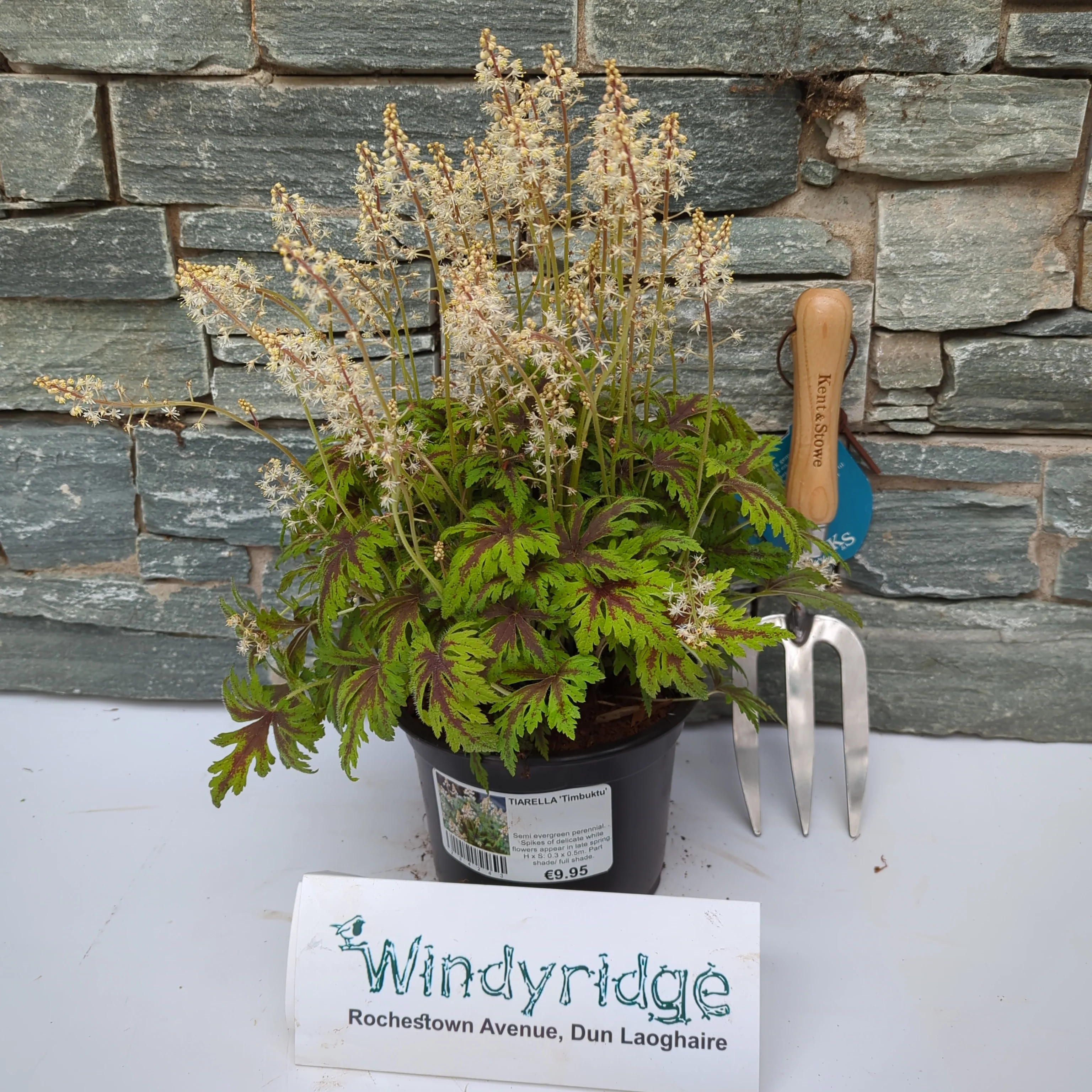 TIARELLA Timbuktu - Image 2