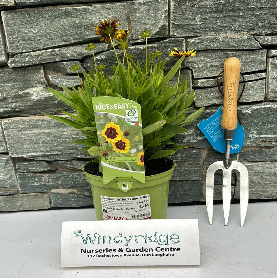 Tickseed (Coreopsis UpTick Yellow And Red) - Image 2
