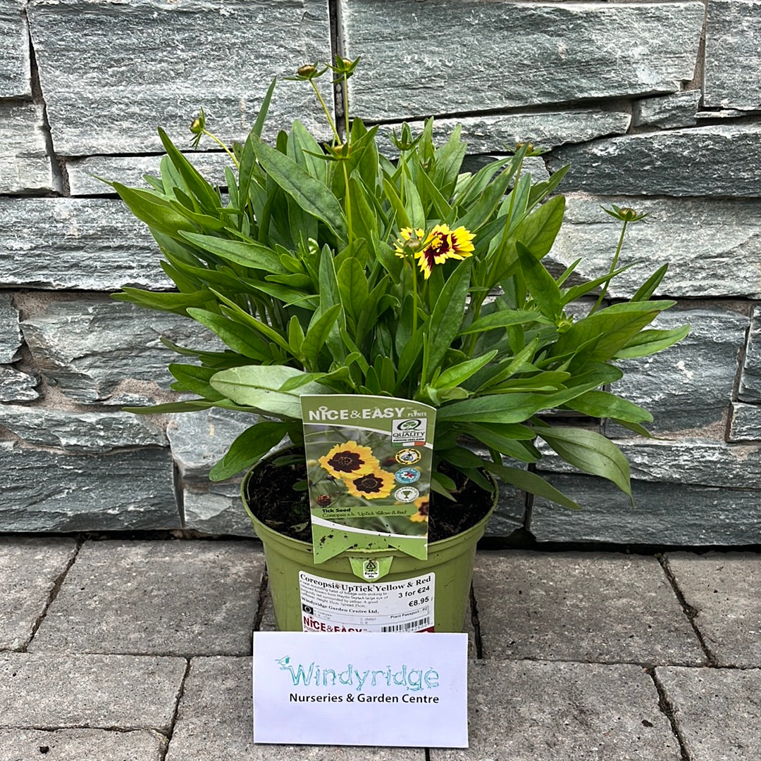 Tickseed (Coreopsis UpTick Yellow And Red) - Image 4
