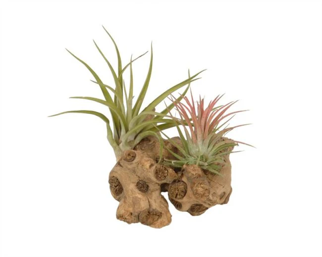 Tillandsia, Airplant on wood  mini