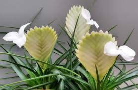 Tillandsia cyanea Biancini