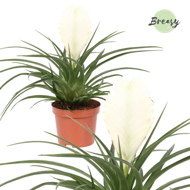Tillandsia cyanea Biancini - Image 2