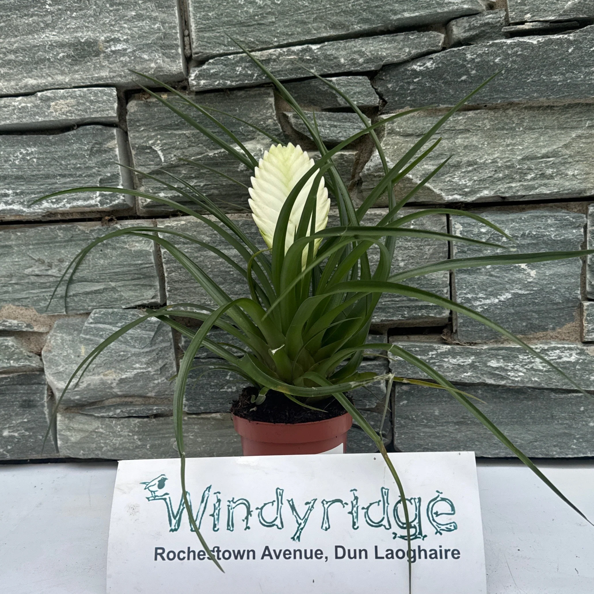 Tillandsia cyanea Biancini White - Image 3
