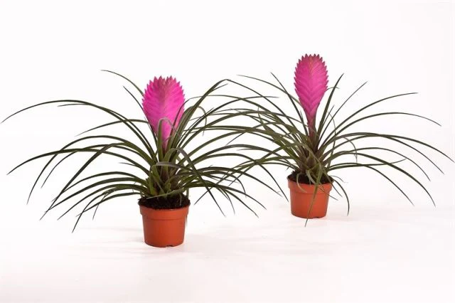 Tillandsia cyn. Anita