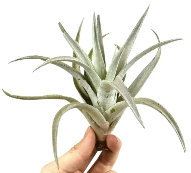 Tillandsia harissi, Airplant 10 CM