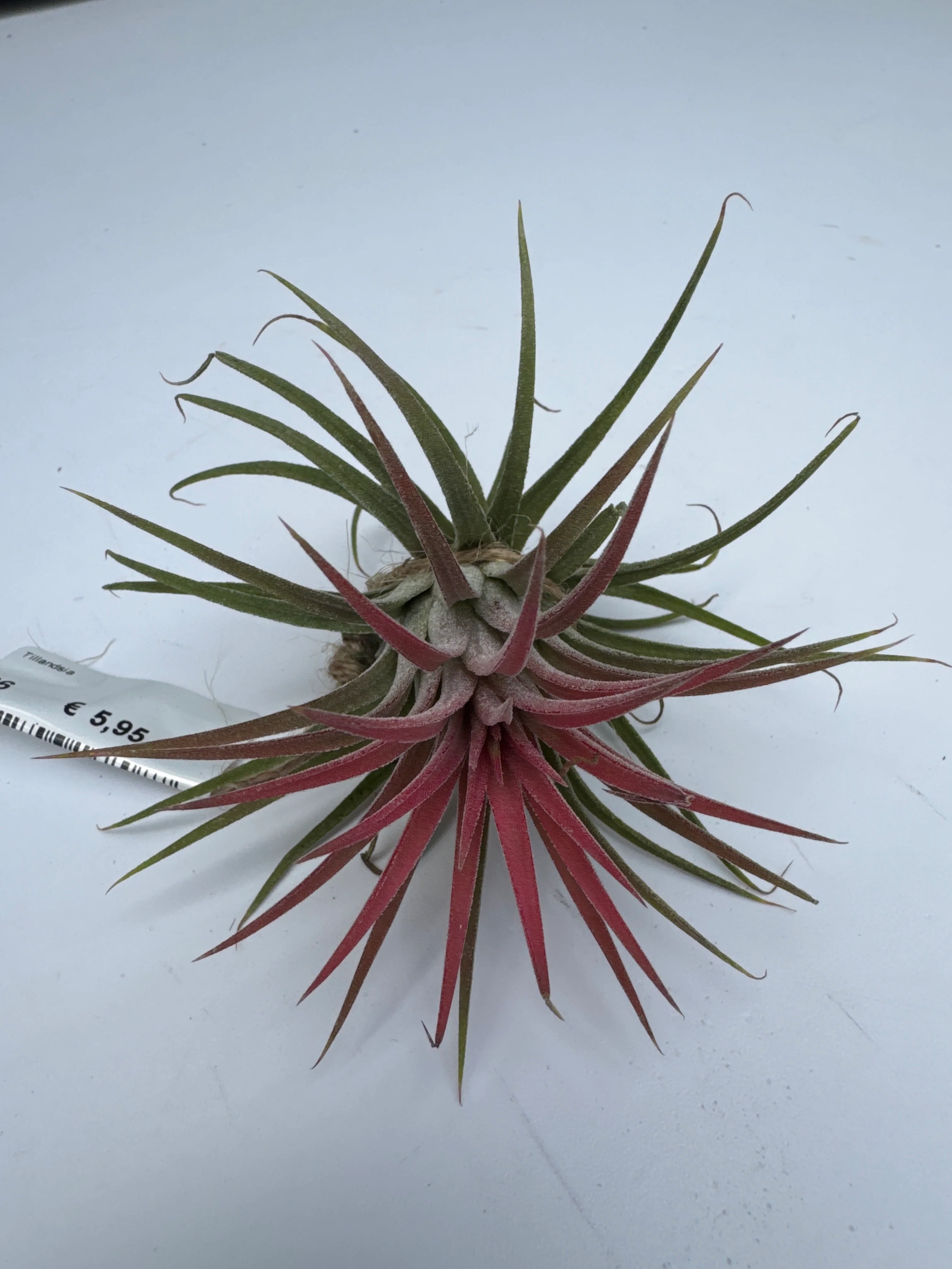 Tillandsia Ionantha Red Large - Image 2
