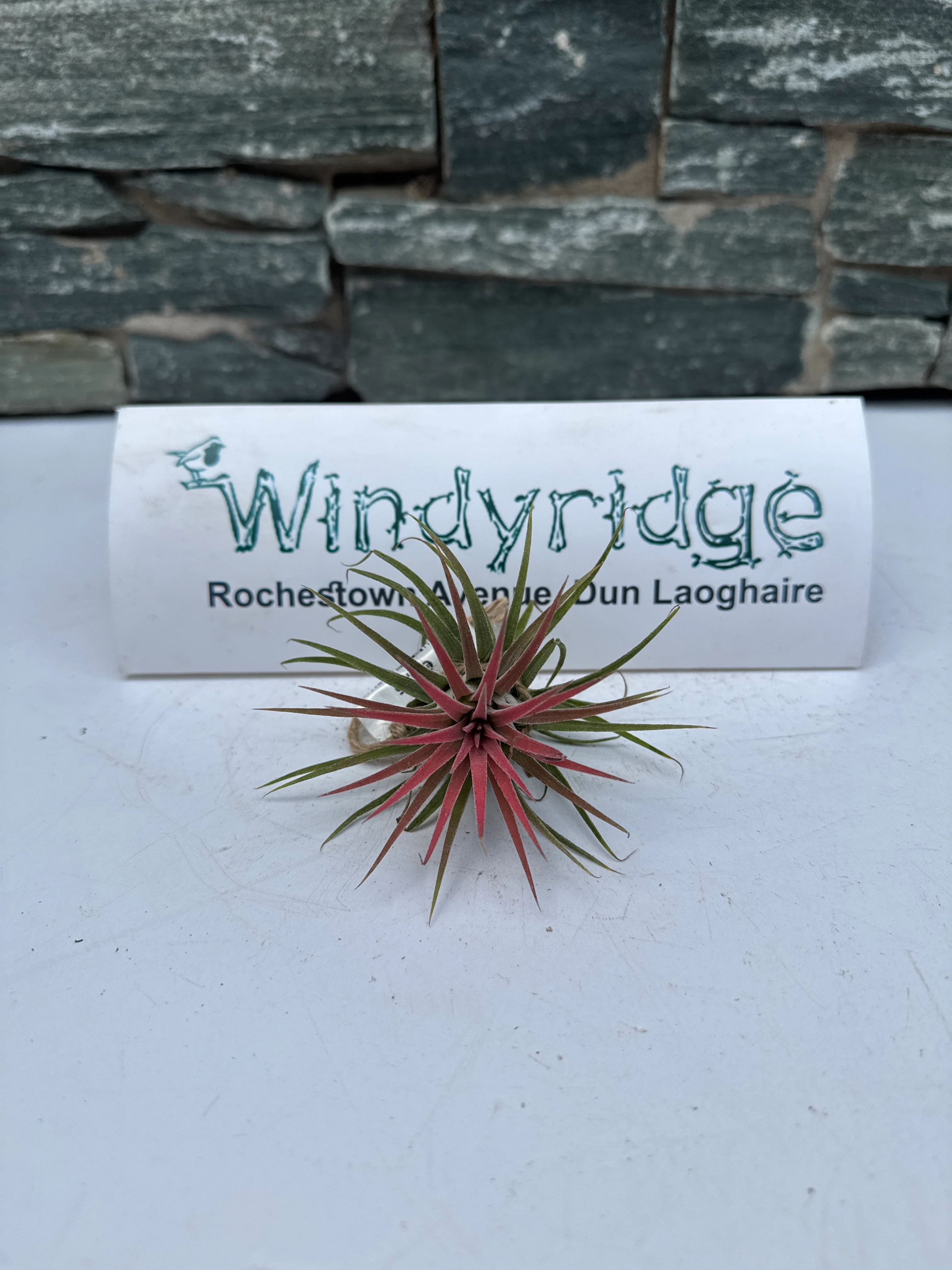 Tillandsia Ionantha Red Large - Image 3