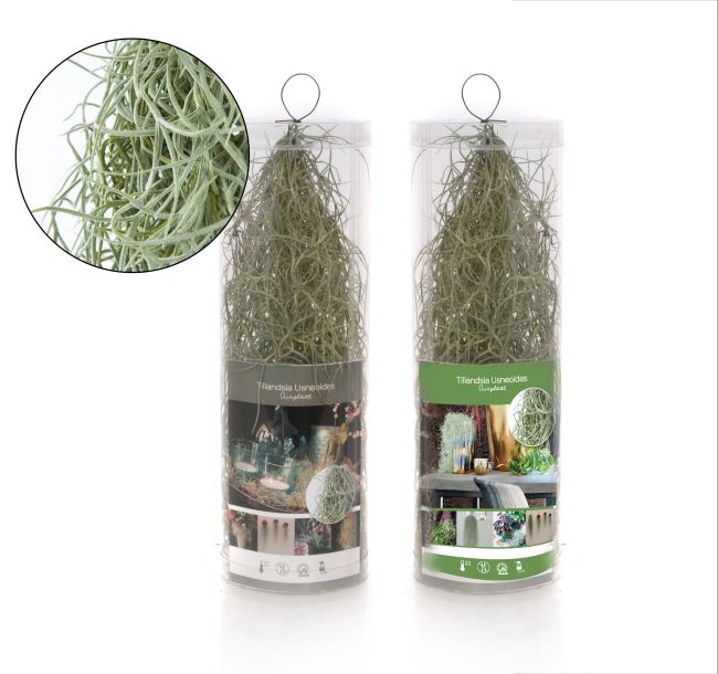 Tillandsia usneoides - Image 2