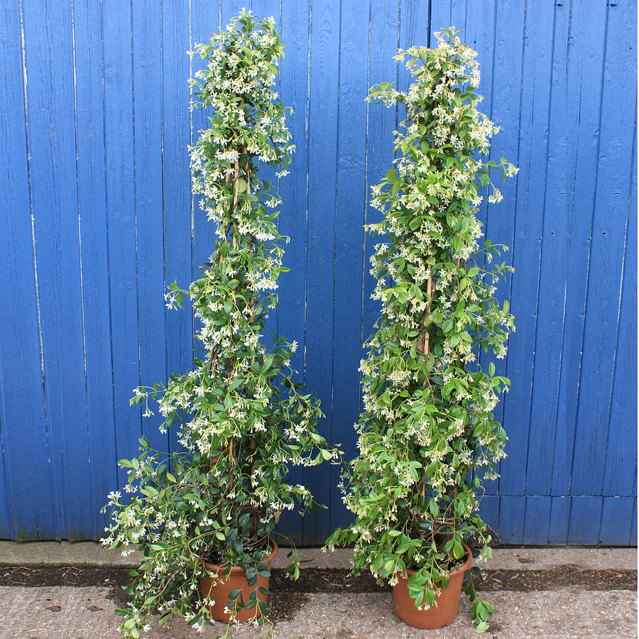 Trachelospermum 4Ltr Climber