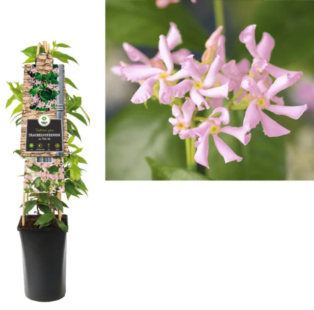 Trachelospermum asiaticum Pink Air - Image 2