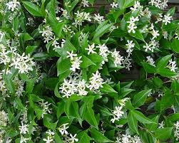 Trachelospermum jasminoides